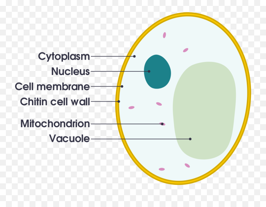 Simple Diagram Of Yeast Cell - Labelled Diagram Of A Yeast Cell Emoji,Weird Emoji