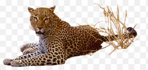 Leopard Png Pic Icon Favicon - Leopard Transparent Png Emoji,Leopard Emoji