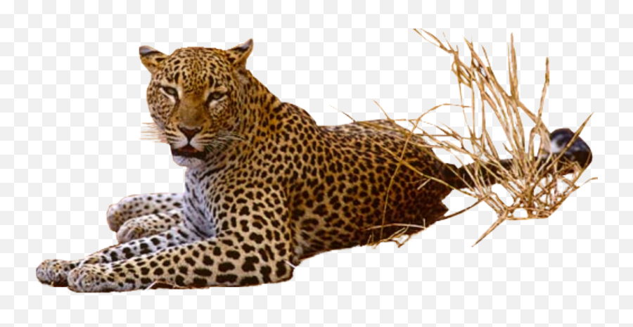 Leopard Png Pic Icon Favicon - Leopard Transparent Png Emoji,Leopard Emoji