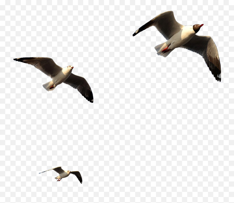 Ftestickers Birds Bird Flying Fly - Great Gull Emoji,Flying Bird Emoji