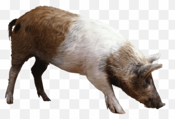 Pig Png Image Icon Favicon - Pig Png Emoji,Pig Knife Emoji