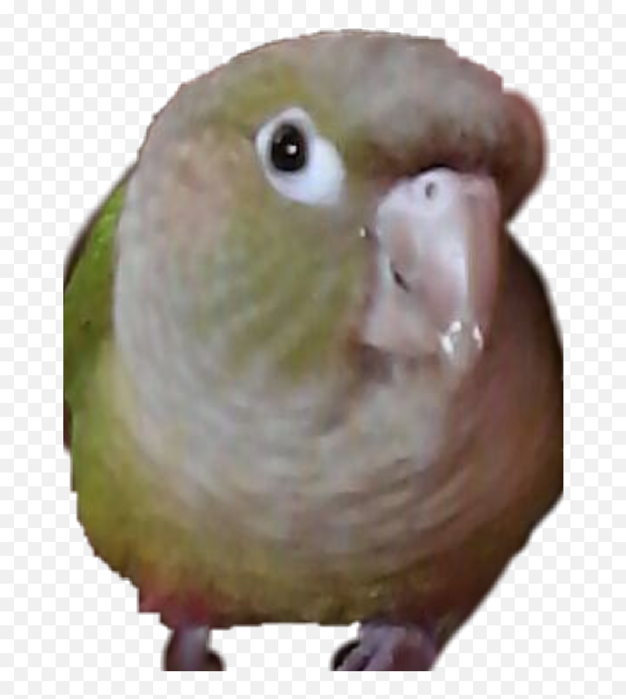 My Bird Is The Cutest Bird Bird Birb - Budgie Emoji,Birb Emoji