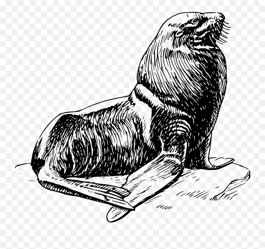 Walrus Seal Animal Sea Life Free Vector - Harbor Seal Black And White Emoji,Freezing Cold Emoticon