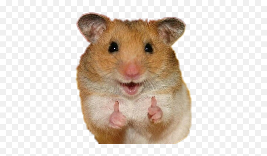 Trending Hamsters Stickers - Hamsters Stickers Emoji,Mouse Bunny Hamster Emoji