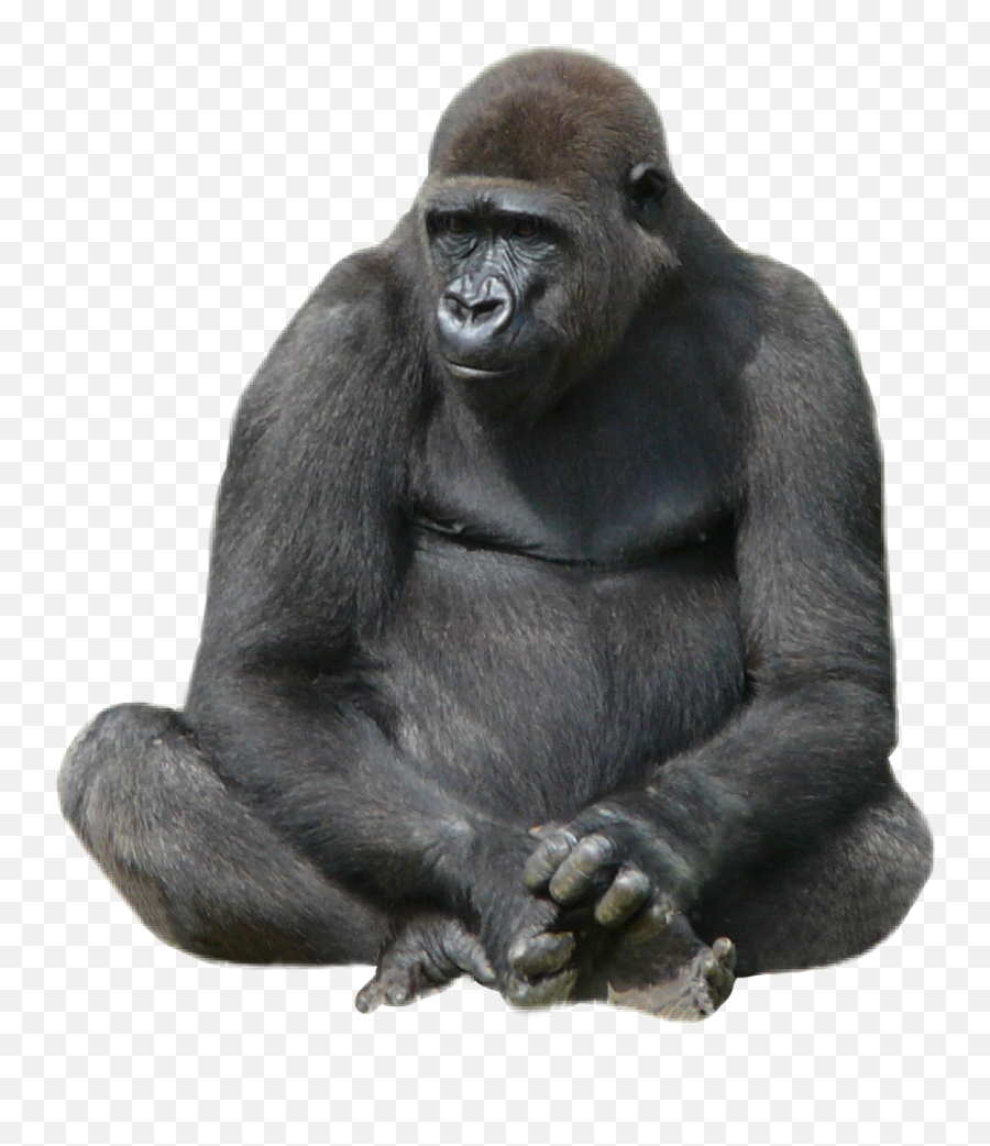 To - Gorila Duduk Emoji,Gorilla Emoji