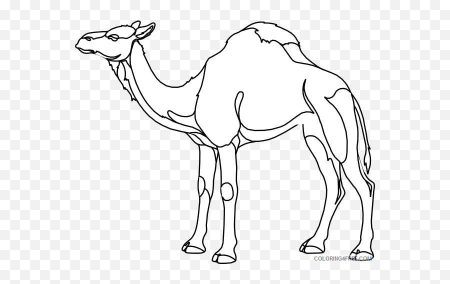 Camel Outline Coloring Pages Camel Outline At Printable - Drawing Wild Animals Cartoon Emoji,Camel Emoji