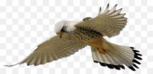 Top Falcon Bird Stickers for Android u0026 iOS Gfycat - Transparent Peregrine Gif Emoji