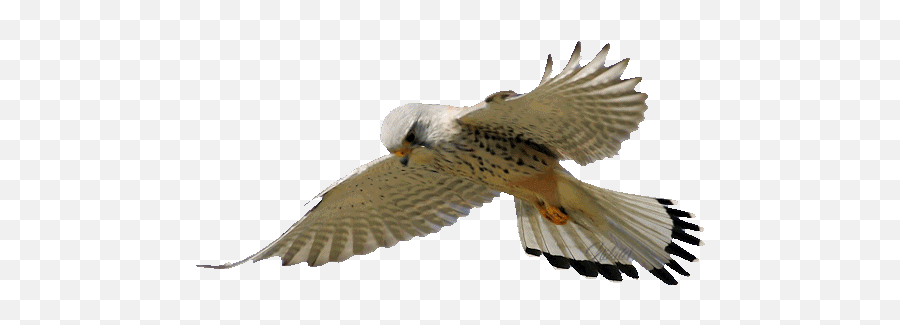 Top Falcon Bird Stickers For Android U0026 Ios Gfycat - Transparent Peregrine Falcon Gif Emoji,Falcon Emoji
