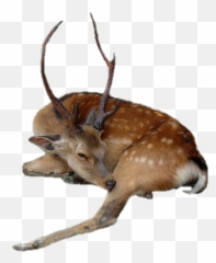 Deer Png - Sleeping Deer Png Emoji,Deer Emojis