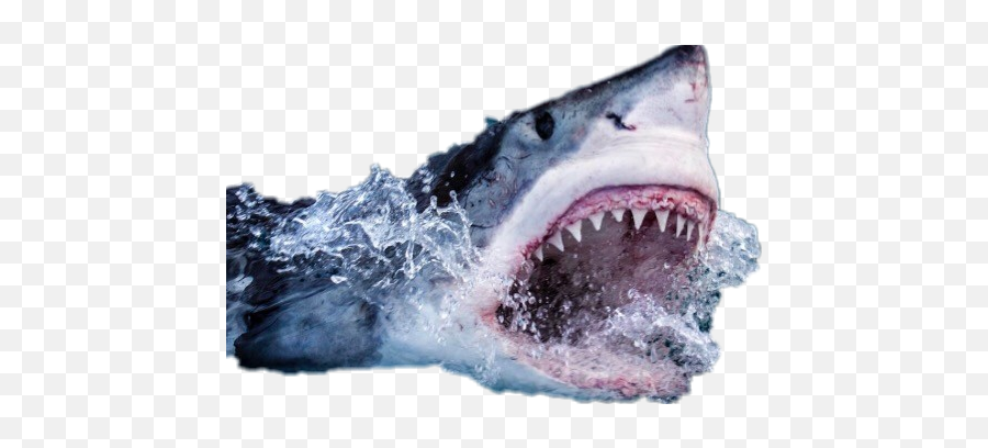Scsharks Sharks Jaws - Whats The Phobia Of Sharks Emoji,Jaws Emoji ...