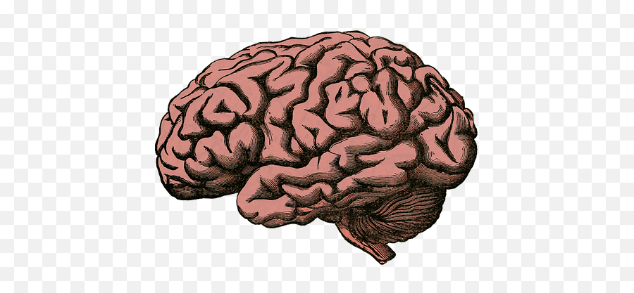 Free Human Brain Brain Images - Brain Png Emoji,Brain Emoji Png