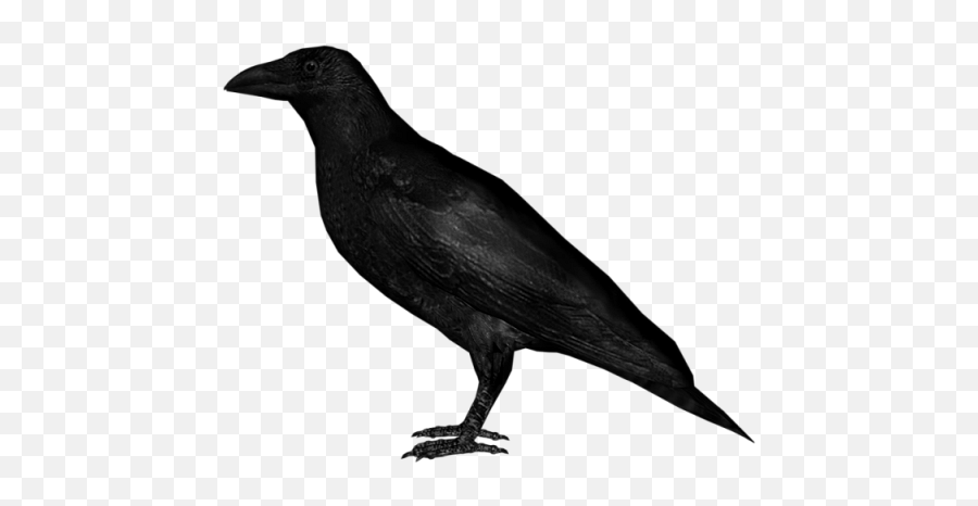 Crow Png Transparent Free Images - Crow Image Png Emoji,Raven Bird Emoji