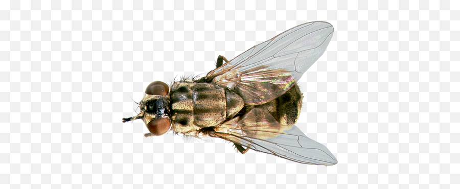 Stable Fly Png U0026 Free Stable Flypng Transparent Images - Stable Fly Png Emoji,Fly Emoticon
