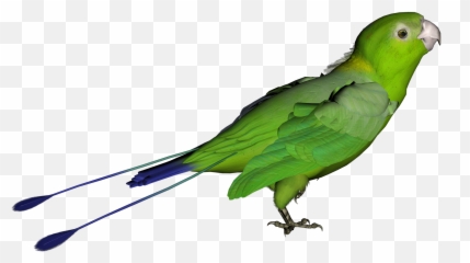 Download Parrot Png Clipart Hq Png Image - Bird With Clear Background Emoji,Parrot Emoji