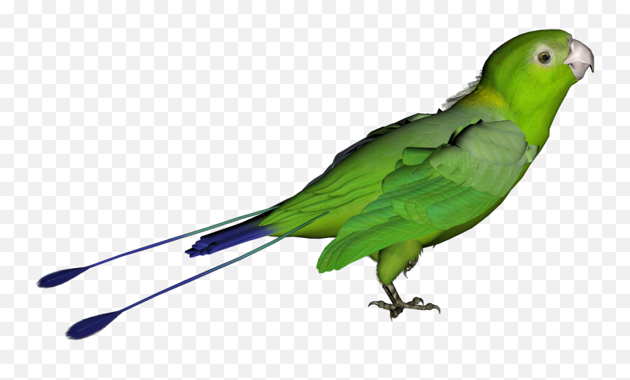 Download Parrot Png Clipart Hq Png Image - Bird With Clear Background Emoji,Parrot Emoji