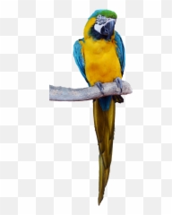 Download - Parrot Png Emoji
