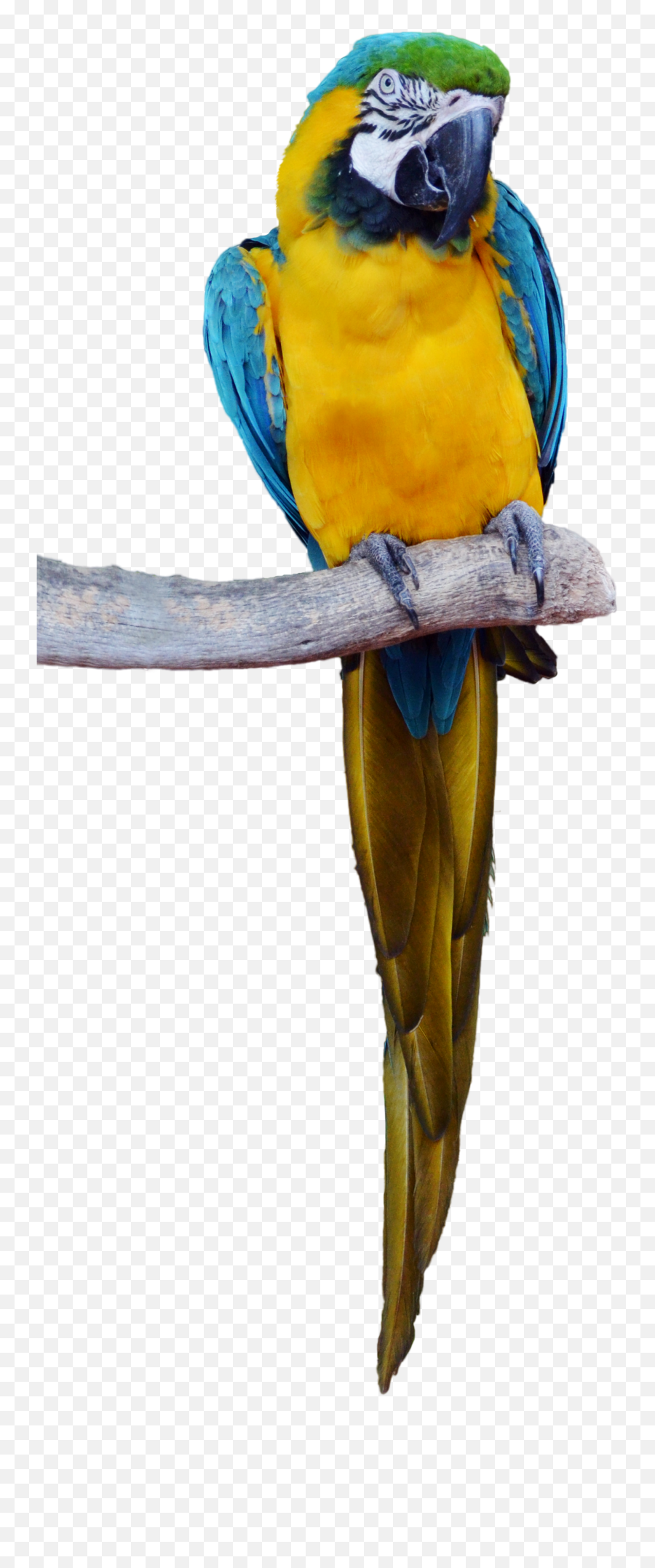 Download - Parrot Png Emoji,Parakeet Emoji