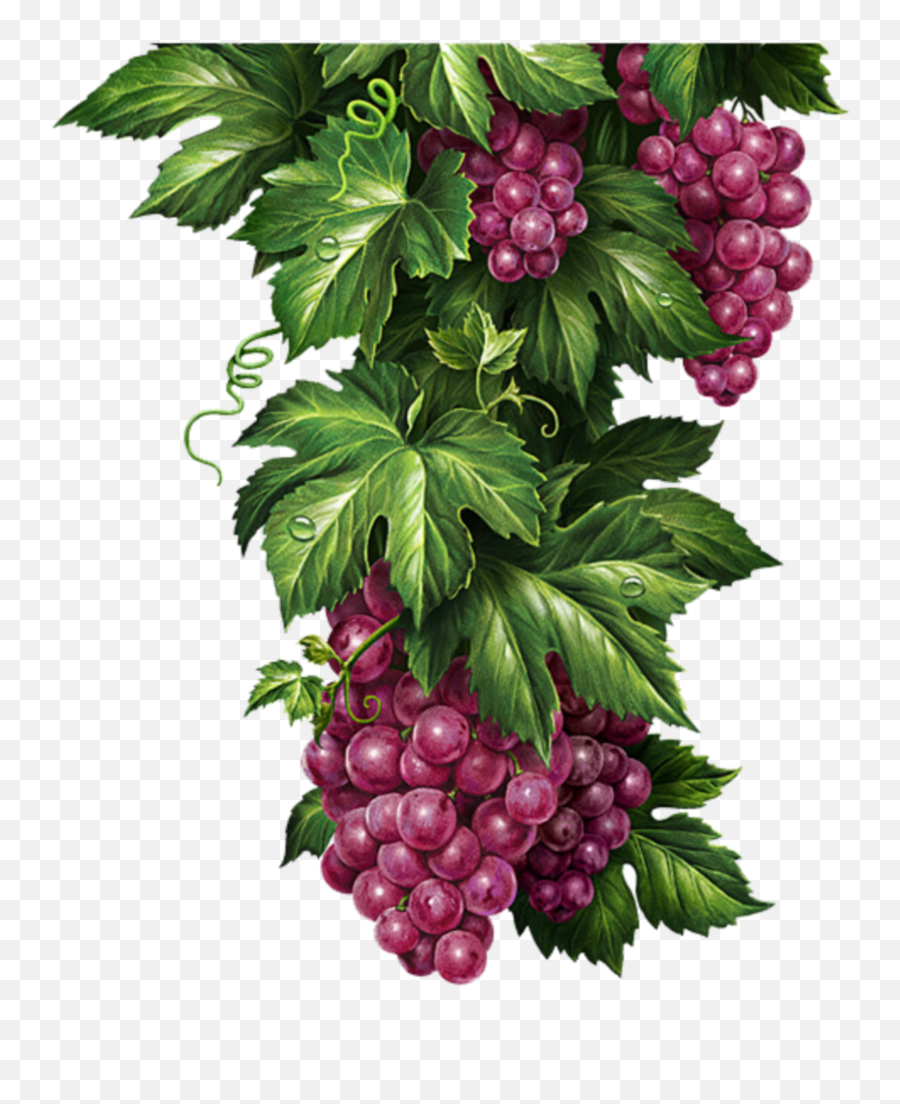Mq Grape Grapes Purple Hanging Fruit - Illustration Emoji,Grape Emoji