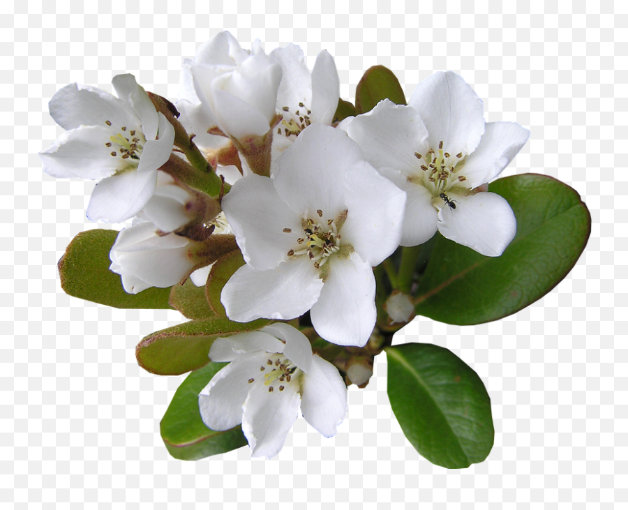 Download White Flower With Ant Cut Out - Ant Full Size Flower Emoji,Sakura Flower Emoji