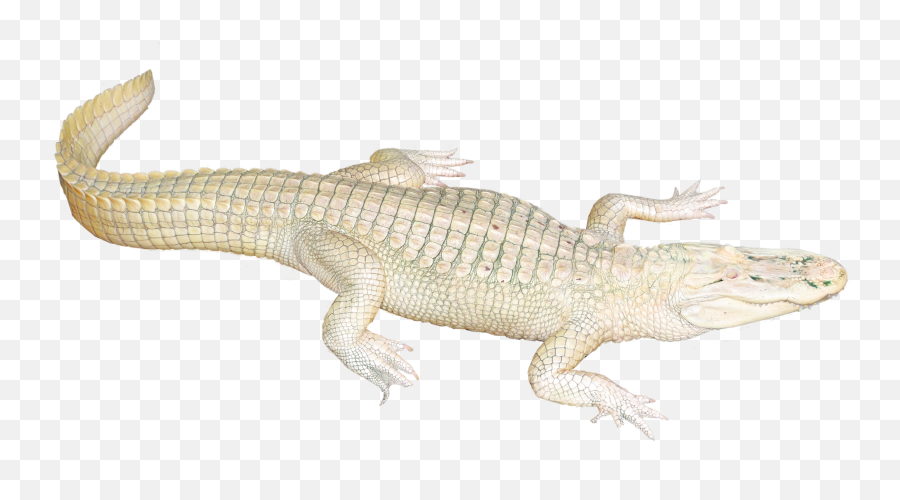 Download White Crocodile Png Image For Free - White Crocodile Transparent Png Emoji,Alligator Emoticon