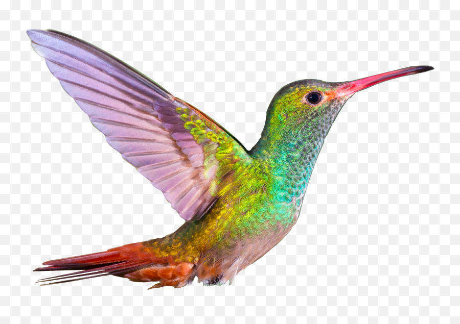 Bird Hummingbird Wings Fly Sticker - Beautiful Pictures Of Hummingbirds Emoji,Hummingbird Emoji