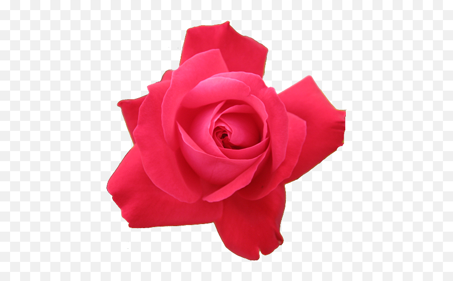 1 Tumblr Rose Flower Images Flowers - Small Rose Transparent Background Emoji,Red Rose Emoji