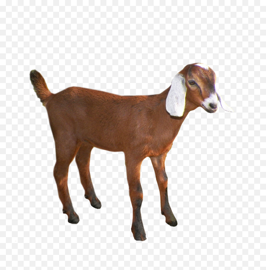 Emily The Goat Sheep Pack Goat - Transparent Background Goat Clipart Emoji,Goat Emoji