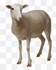 Library Of Brown Cross With Lamb In Front Vector Black And - Sheep Png Emoji,Lamb Emoji