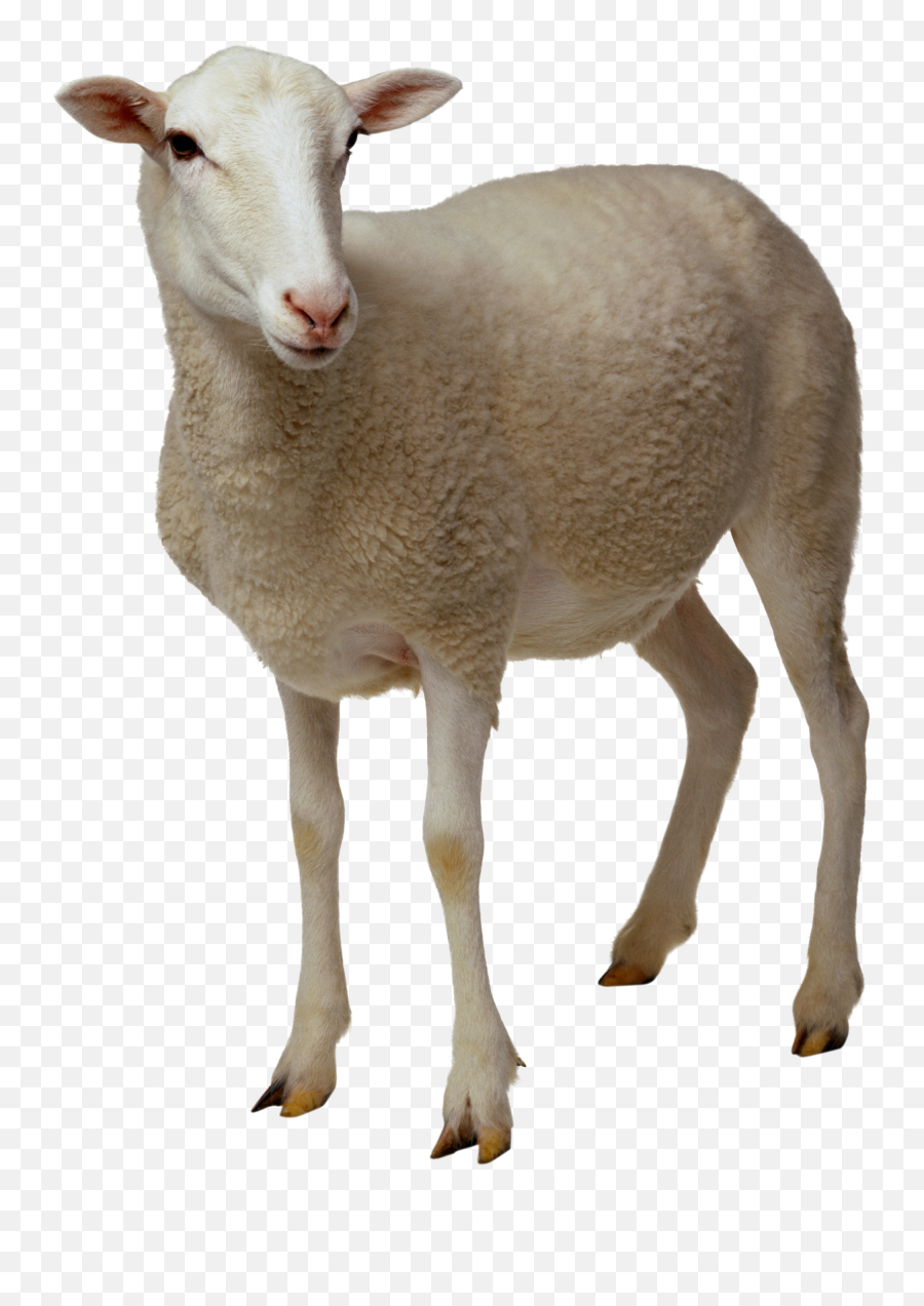 Library Of Brown Cross With Lamb In Front Vector Black And - Sheep Png Emoji,Lamb Emoji