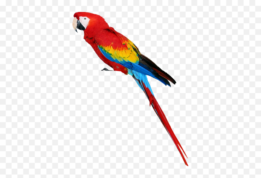 Birds Png And Vectors For Free Download - Transparent Background Parrot Clipart Emoji,Flying Bird Emoji