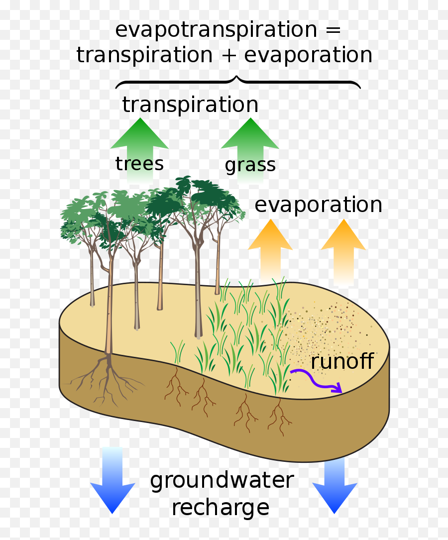 Surface Water Cycle - Evapotranspiration Potentielle Emoji,Palm Tree Emoji