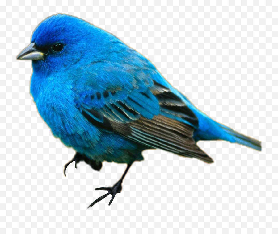 Blue Bird Bluejay - Sticker By Andrea Montoya Eastern Bluebird Transparent Background Emoji,Blue Bird Emoji