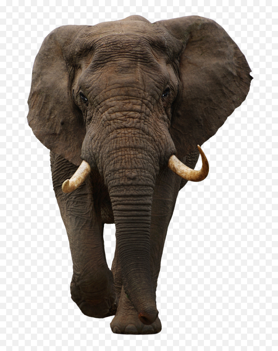 Largest Collection Of Free - Toedit Elephant Stickers Mizoram Six Wildlife Sanctuary Emoji,Elephant Emoji