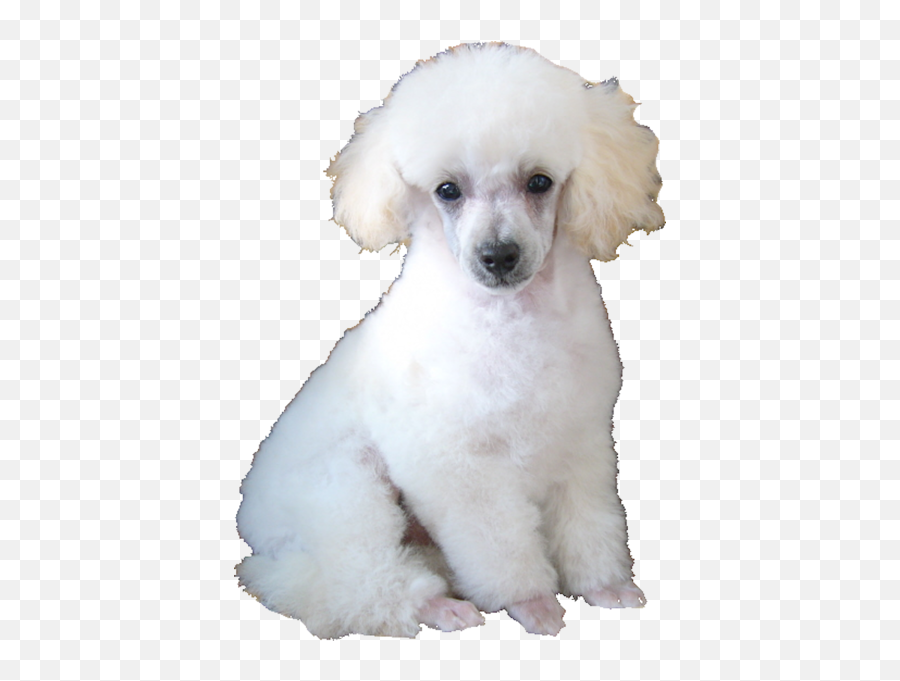 Poodle Psd Official Psds - Curly Emoji,Poodle Emoji