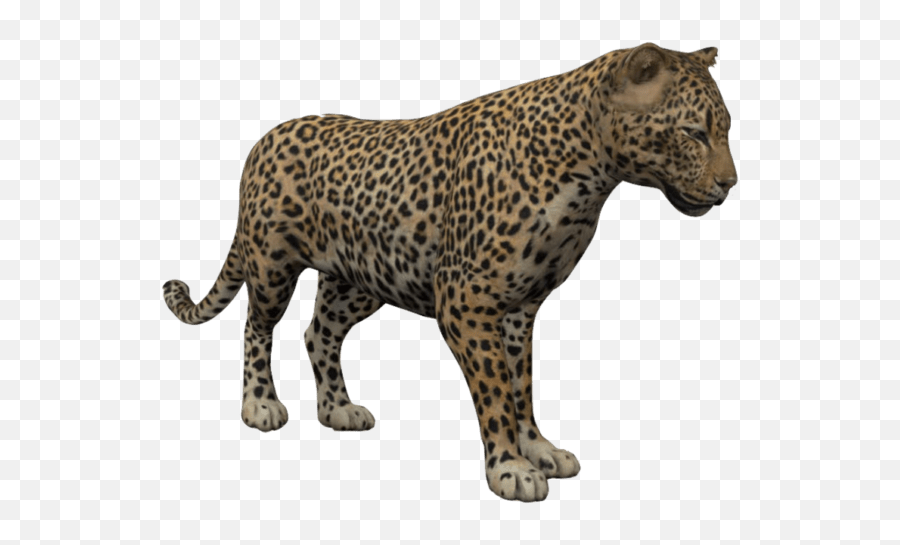 Kumar Janglu We Believe In Technology - Google 3d Animals Leopard Emoji,Oriole Emoji