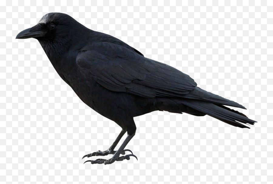 Raven Png Images Free Download - Crow Png Transparent Emoji,Crow Emoji