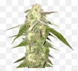 Download Free Png Donu0027t Worry Be Happy Ii - Dlpngcom Transparent Background Weed Png Emoji,Weed Plant Emoji