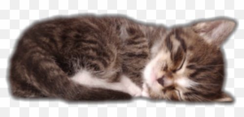 cat sleeping - Sticker by Tess Facts Cat Emoji