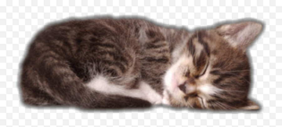 Cat Sleeping - Sticker By Tess Facts Cat Emoji,Sleeping Cat Emoji