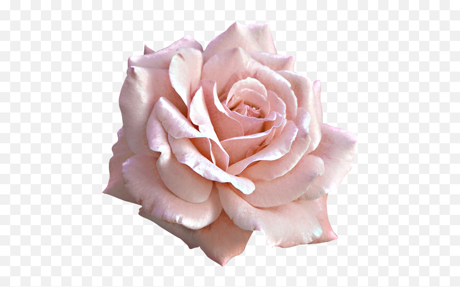 Pink Rose Tattoos - Light Pink Rose Png Emoji,Pink Rose Emoji