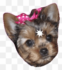 Top Aww Puppy Dog Stickers for Android u0026 iOS Find the best - Teacup Yorkshire Terrier Emoji