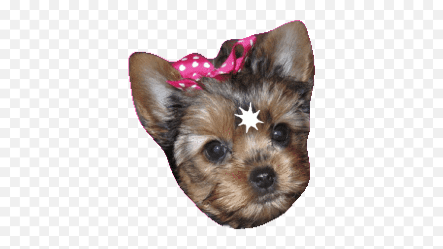 Top Aww Puppy Dog Stickers For Android U0026 Ios Find The Best - Teacup Yorkshire Terrier Emoji,Aww Emoji
