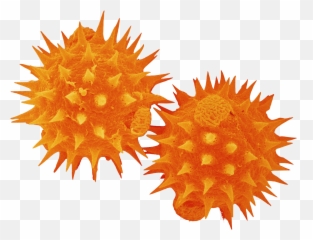 Noah Travis Phillips Scoby For Rpg Reh Co Rhizome - Daisy Pollen Under Microscope Emoji,Rimshot Emoji