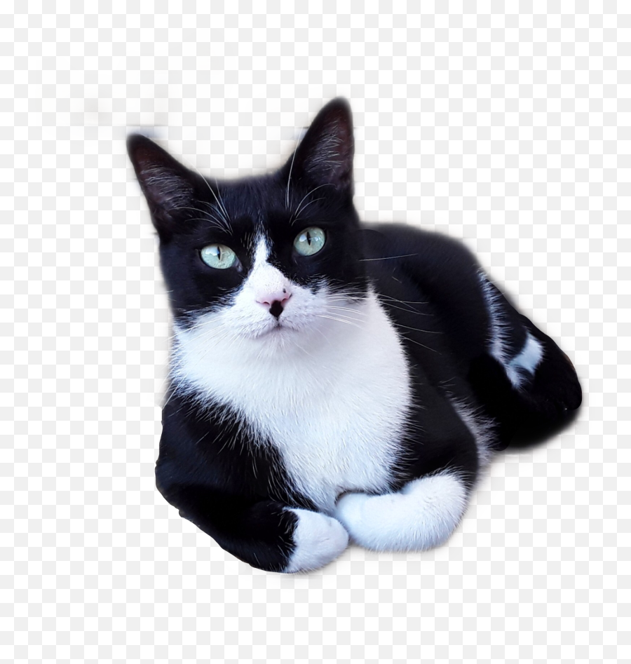 Cat Kitty Kitten Meow Blackandwhitecat Blackcat Whiteca - Domestic Cat Emoji,Black And White Cat Emoji
