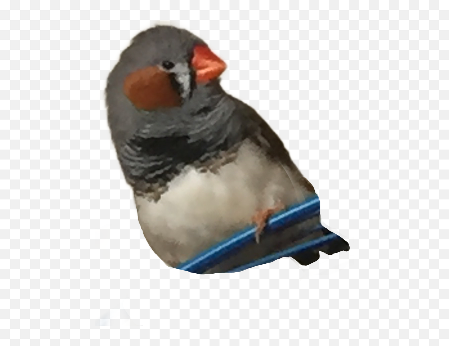 The Newest Finch Stickers - European Swallow Emoji,Finch Emoji