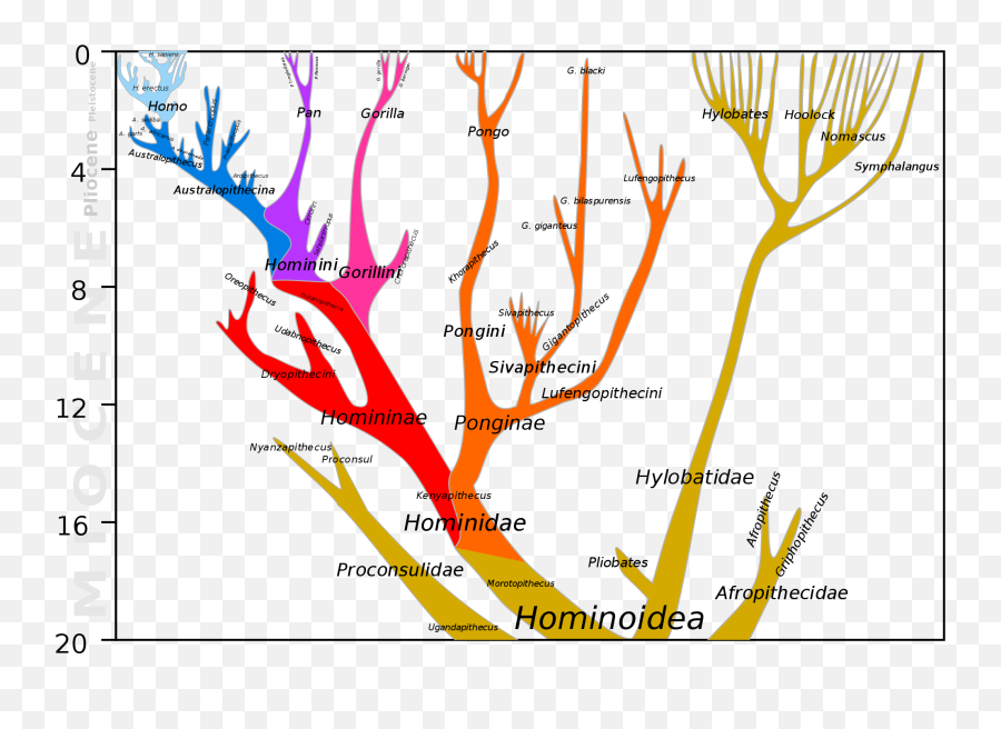 Hominidae - Model Of The Speciation Of Hominini And Gorillini Emoji,Band Names Using Emojis