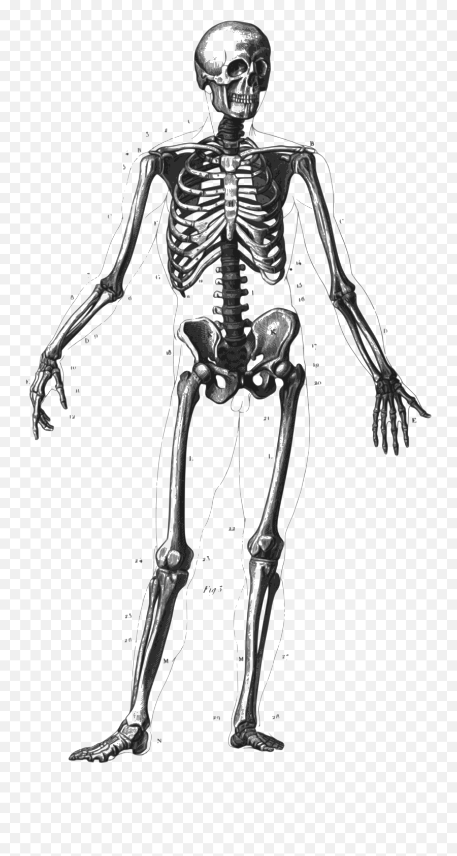 Human Clipart Human Skeleton - Realistic Human Skeleton Drawing Emoji,Skeleton Emoji