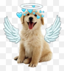 Dogoooo Dogo Pupaay Puppy Puppyday Halo - Dog Images Hd Png Emoji,Bye Dog Emoji