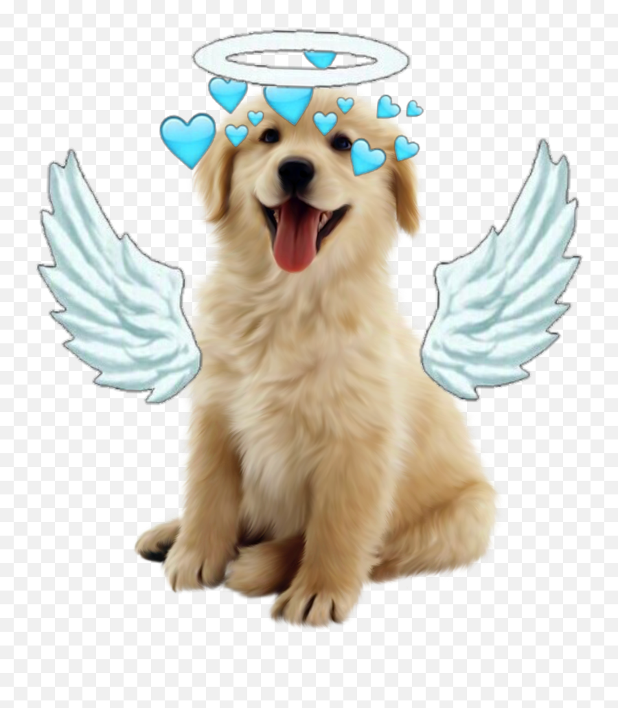 Dogoooo Dogo Pupaay Puppy Puppyday Halo - Dog Images Hd Png Emoji,Bye Dog Emoji