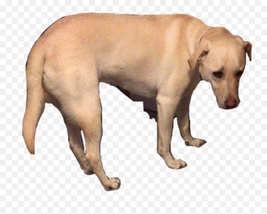 Saddog Sad Dog Freetoedit - Labrador Retriever Emoji,Sad Dog Emoji